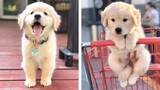 🥰 Funny And Cute Golden Puppies Make You Happier 🐶 | Cute Puppies
