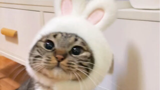 Apakah Juanbao yang bau itu sengaja berdandan seperti kelinci putih kecil untuk merayu ibunya?