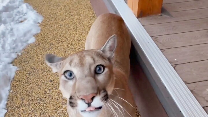 Seluruh keluarga bersiap-siap menyambut Tahun Baru, lalu puma “menyerang” sang ibu!