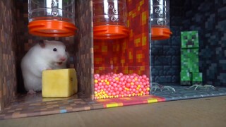 ภารกิจของหนูแฮมสเตอร์ EP 112