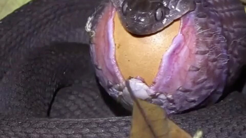 งูน้อยกินไข่!