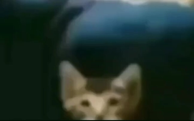 Ai hiểu được cái khiếu hài hước như đá câu của tôi chứ!