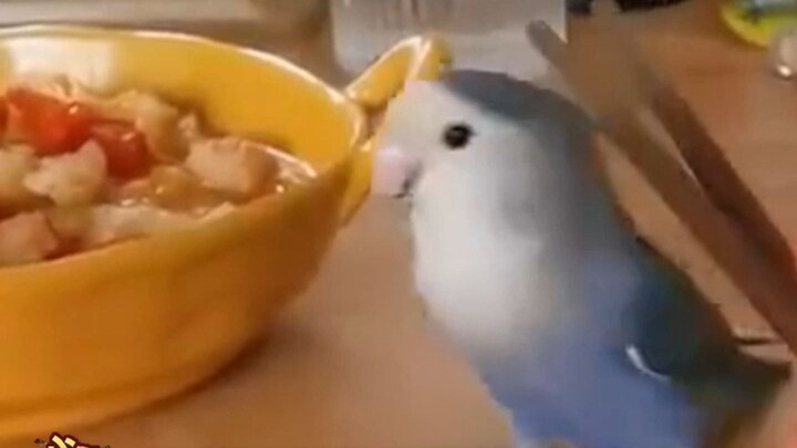 Parrot: What are those two eggs under your eyebrows for?