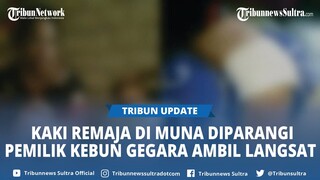 Pemilik Kebun Parangi Kaki Remaja di Kabawo Muna Sultra Gegara AmbilLangsat di Kebunnya