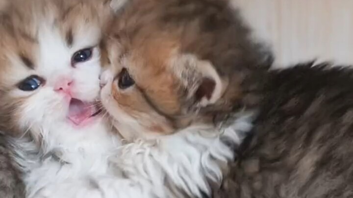 Mèo con 0,1 tuổi đánh nhau