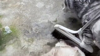 الآن أصبحت مهذبًا، هذا القط لديه بعض التقنيات المميزة.