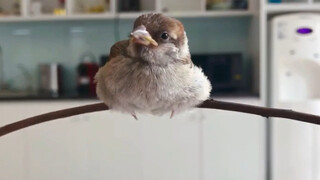 Animal|Little Sparrow Learning to Eat by Itself