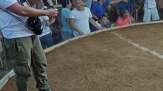 Second Fight 3 Cock Derby white kelso (win)