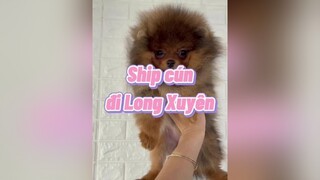 Vid cũ hơi fail nên mình edit lại xíu dongvat cho dongvatdethuong thucung phocsoc chomeodethuong PetsOfTikTok doglover chomeo pet