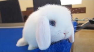 [Animals]What a lovely white rabbit!