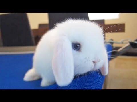 [Animals]What a lovely white rabbit!