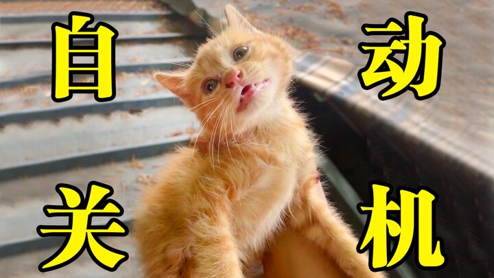 I saved a kitten that had shut down automatically due to lack of power. I can now make it ring after