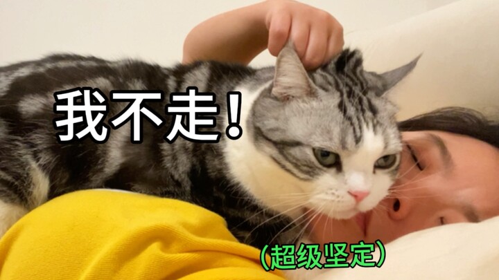 Mèo cũng bị rối loạn lo âu分离 à? Gặp chủ xong cứ bám riết không rời..