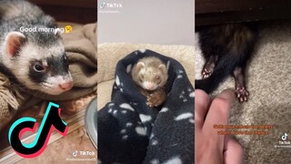 TikToks of Carpet Sharks - Ferret Side of Tiktok #5