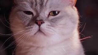 Aku adalah kucing beruntung tanpa lengan
