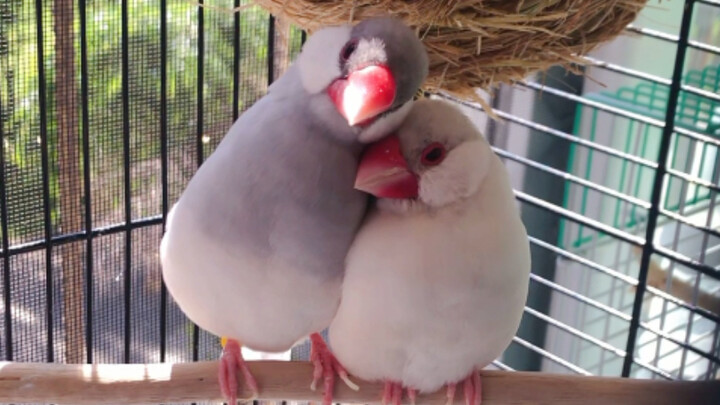 Aku akan menggambar Bima Sakti di antara mereka!