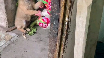 Yao Yao’s happy day has started again.