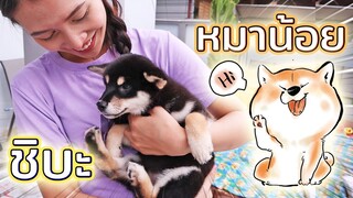 หมาน้อยตัวใหม่ !! ชิบะสุดน่ารัก เซอร์ไพรส์ซิลค์เซน Shiba Inu - DING DONG DAD