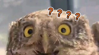 Found an owl