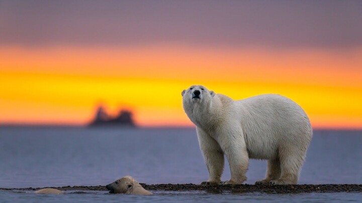El Oso Polar El Ciclo de Vida  HD - Planeta Animal TV