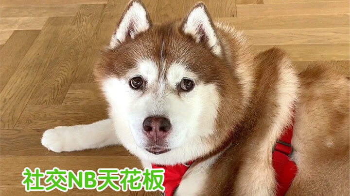 หมาบ้านฉันเหมือนจะมีอาการโซเชียลเน็ตเวิร์กไอดอล…ทำเอาเขินจนยืนนิ่งไปเลย