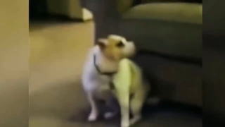 ลูกสุนัขเต้นรำ