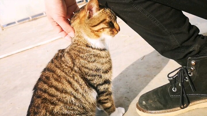 Even a stray cat can be just like a dog—after a few days apart, the moment it sees you, it’ll cling 
