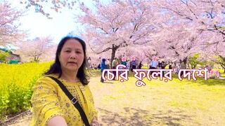 চেরি ফুলের দেশ | জাপান | চেরি ফুল উৎসব | Cherry Blossom Festival🌸