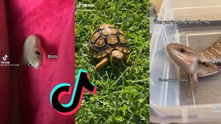 TikToks but they're reptiles - Tiktok Reptile Compilation #4