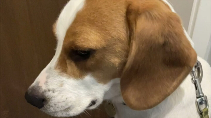 Thật sự chẳng còn mặt mũi gì nữa!