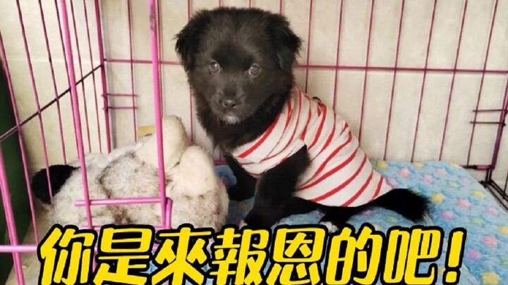 (ตอนต่อไป) เด็กน้อยเก็บลูกสุนัขมาตัวหนึ่ง กลับบ้านแล้วร้องไห้ขอแม่ให้รับเลี้ยง! ลูกสุนัขน่ารัก แสนรู