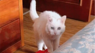 A 21-Year-Old Senior Cat