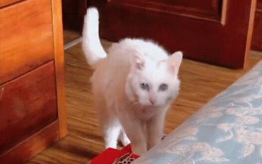 21岁的高龄猫咪