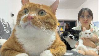 A neat and tidy family of four