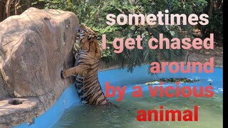 Don't swim with a tiger!