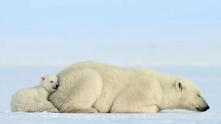 Little polar bear: My mom’s fart has its own heater