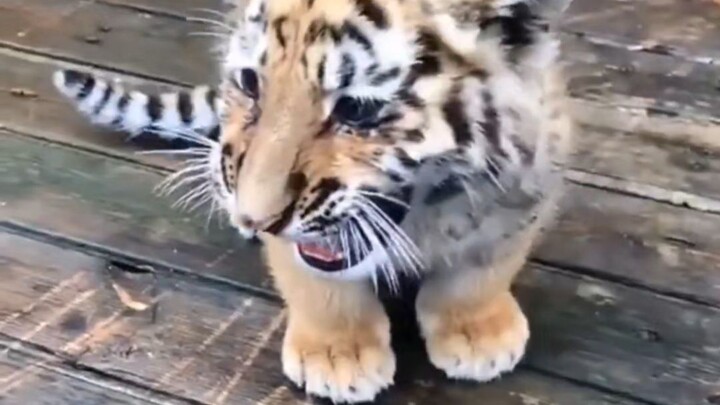 “The tiger is small, but its voice is very loud!” The little tiger meows—so fierce!
