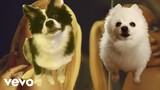 Say So by Doja Cat but it's Doggos and Gabe