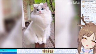 日本小鹿看《给我家猫看了，它说这是P的》 #VUP切片