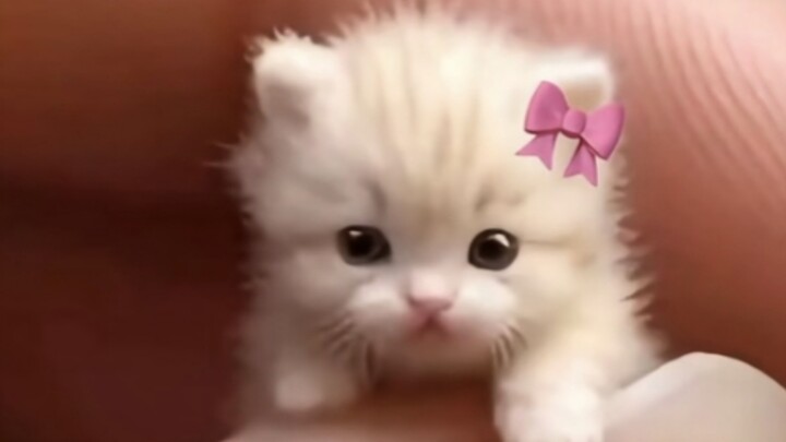 Apakah seluruh dunia akan menyukai kucing kecil malaikat yang super cantik, lucu, dan menggemaskan?