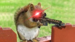 Killer Squirrel