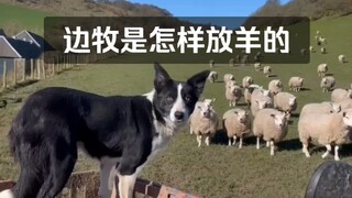 Bagaimana Border Collie seharga ratusan ribu yuan menjaga kambing