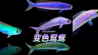 以防大家没见过「变色鸳鸯」