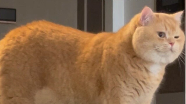 Jump out of the dog barking