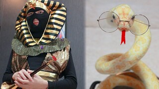 家里来了只眼镜蛇，还好我会吹唢呐