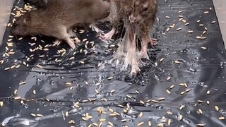 这样抓老鼠是真的狠！