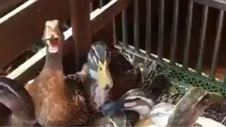 Duck Laughing