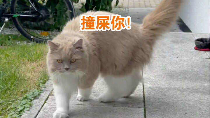 我快被我家猫撞死了，天天用头撞我…