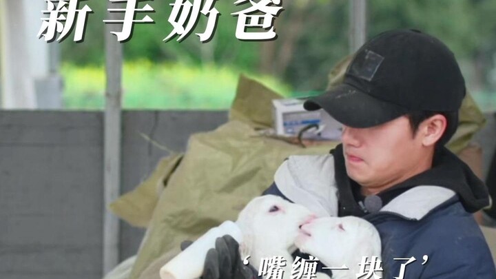 [Làm nông đi | Tưởng Đôn Hào] Ông bố mới chăm con hiền từ, cừu con thật đáng yêu