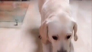 The heartwarming moments of the dog are so loving!